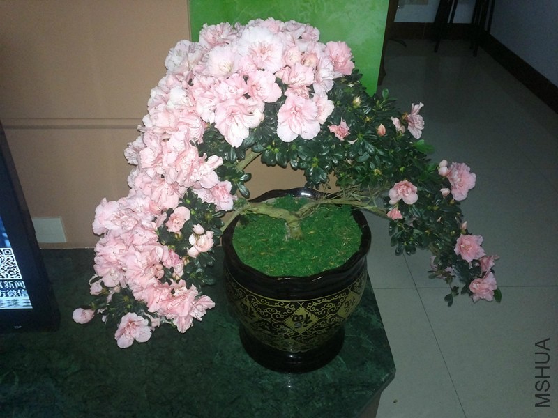 �͸����������ţ��ô�һ���ء����������ֱ�������ˣ�