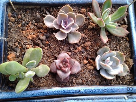 �����С����