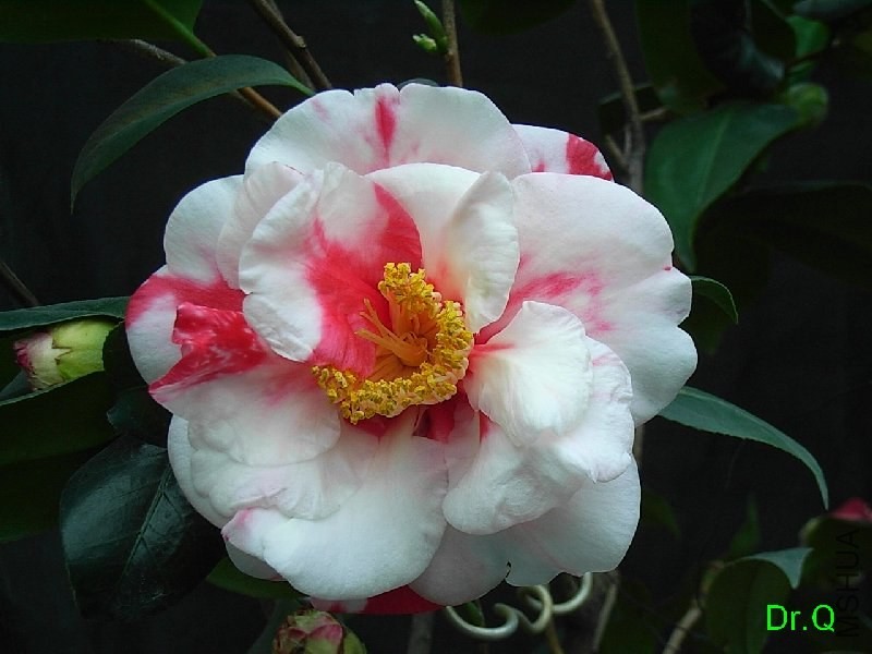 2-����������ʿ-1.JPG