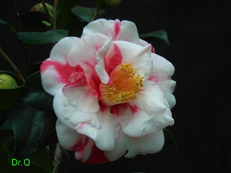2-����������ʿ-2.JPG