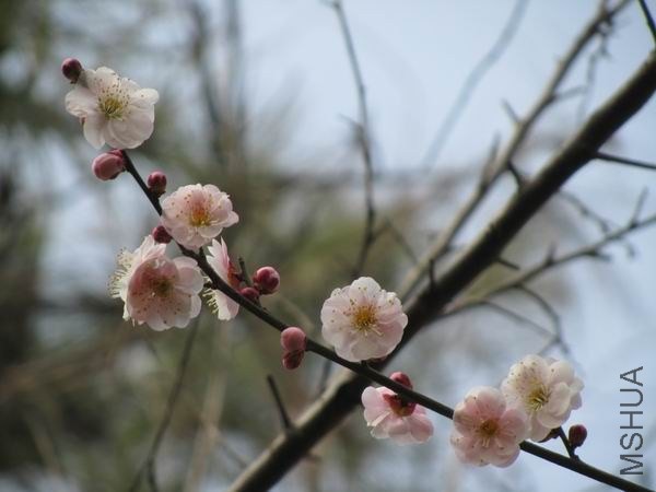 IMG_0020.JPG