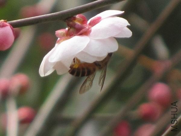 IMG_0016.JPG