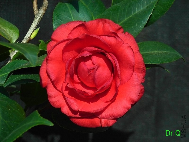 1.�|���tõ��-2.JPG