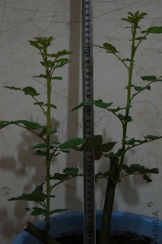 2014��1��31��-1.JPG
