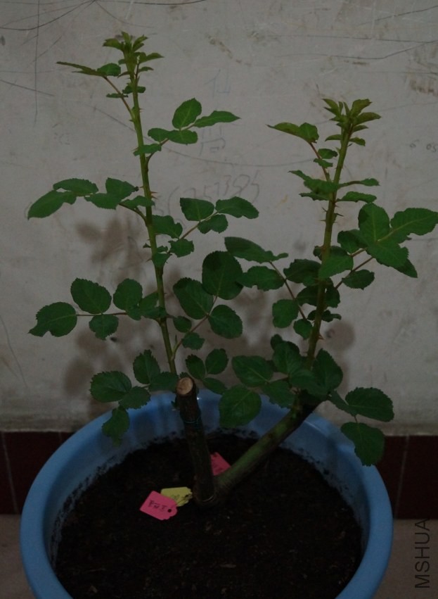 2014��1��31��-2.JPG