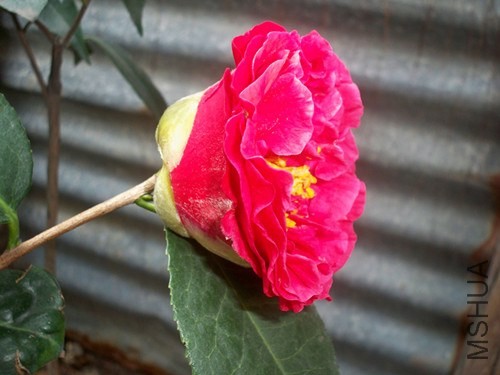 100_5185_����.jpg