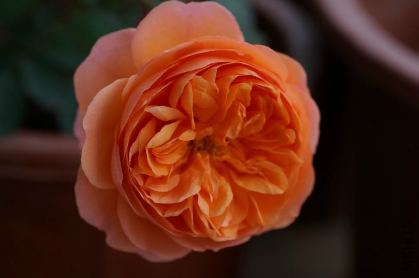 psb (9).jpg