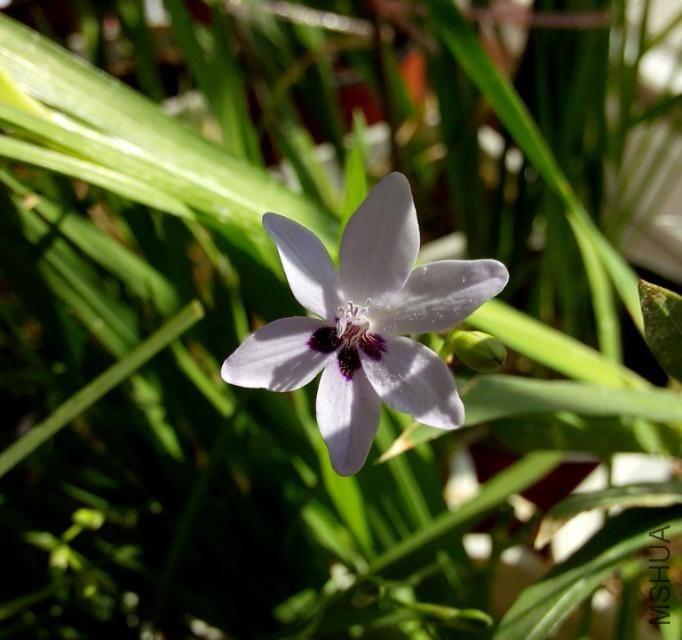 ԭ������freesia laxa blue.jpg
