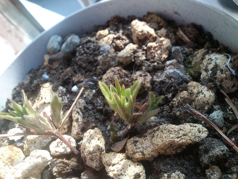 ħ��ҲչҶ��