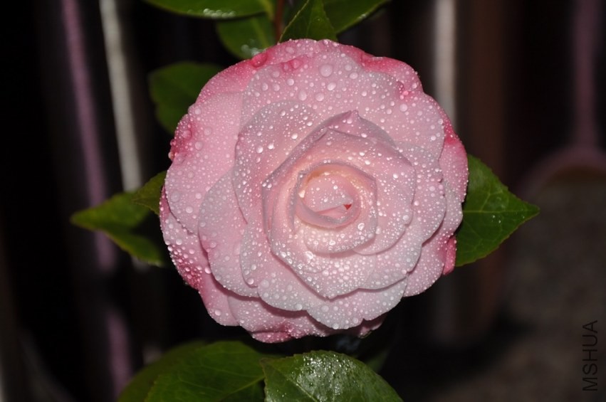 ��Ը2 (8).JPG