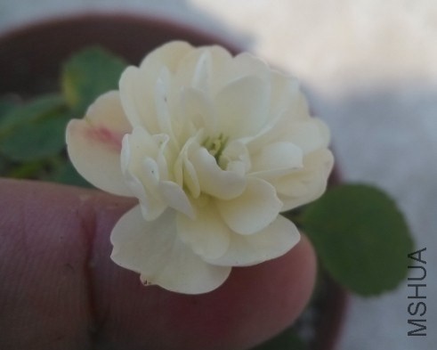 QQͼƬ20140202232839.jpg