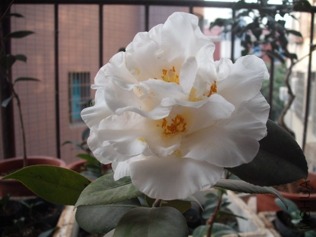 ���ֵڶ��꿪��