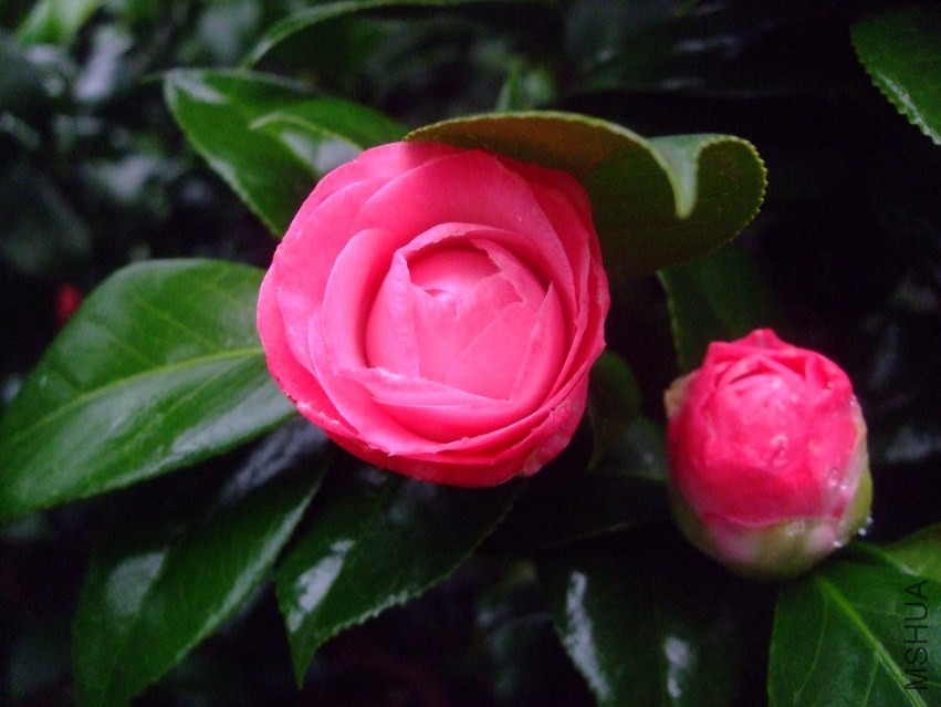 ��Ը 2014-2-3 096.jpg