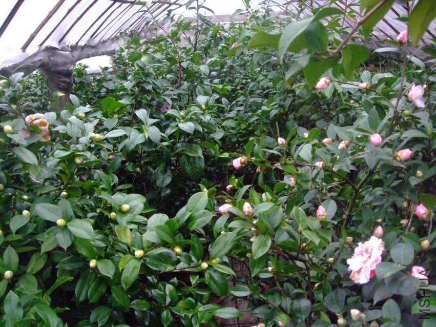 ��Ƭ 2014-2-3 08611.jpg