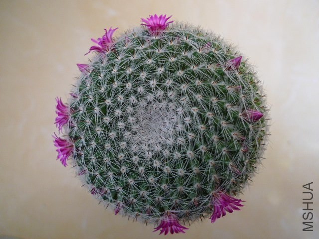 P1030240.JPG