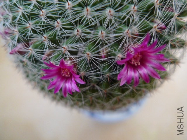 P1030243.JPG