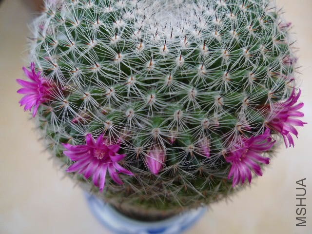 P1030244.JPG