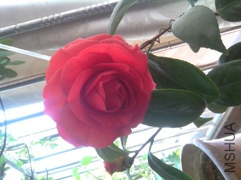 QQͼƬ20140203130304.jpg