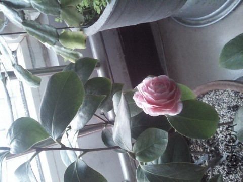 QQͼƬ20140203130311.jpg