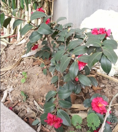 QQͼƬ20140203131521.jpg