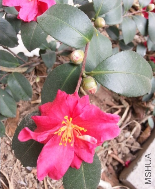 QQͼƬ20140203131601.jpg