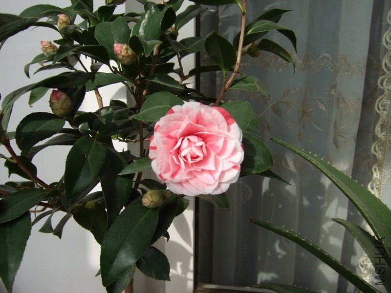 DSCF0037-1.jpg