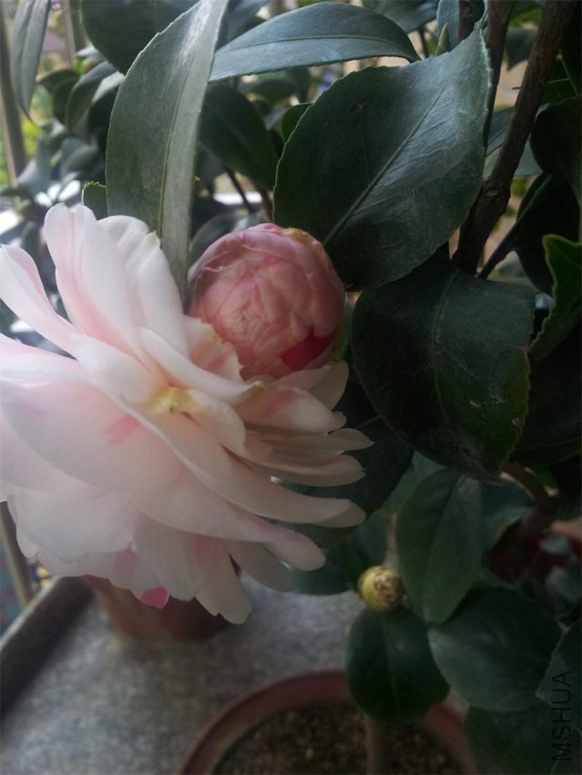 20140203_135007.jpg