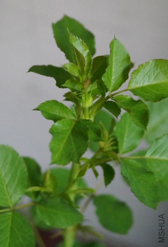 2014��2��3��-1.JPG