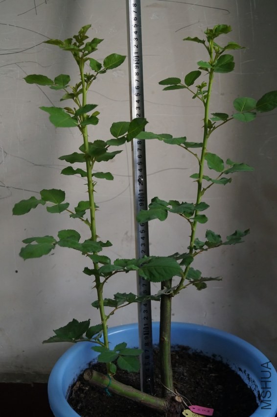 2014��2��3��-2.JPG