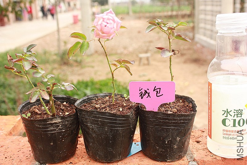 Ǯ��.jpg