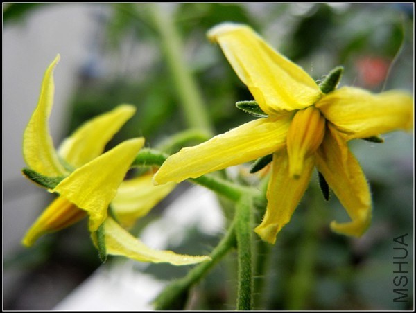 ��ɫֲ�� 044.jpg