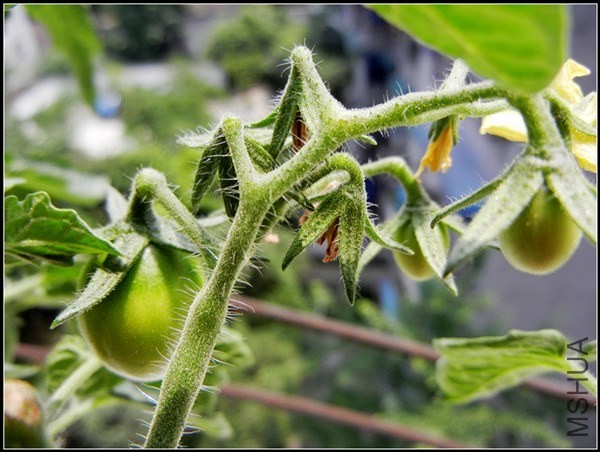 ��ɫֲ�� 080.jpg