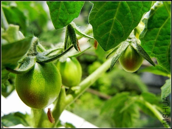 ��ɫֲ�� 084.jpg