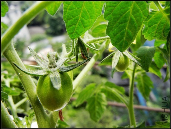 ��ɫֲ�� 082.jpg