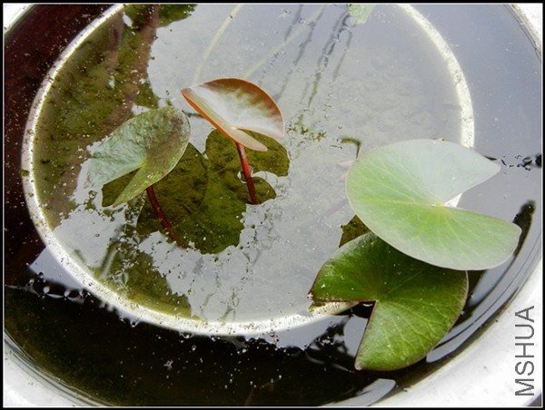 ��ɫֲ�� 170.jpg