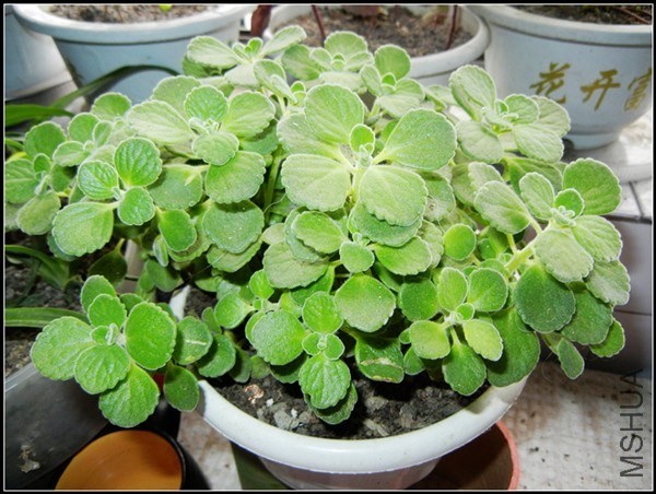 ��ɫֲ�� 175.jpg