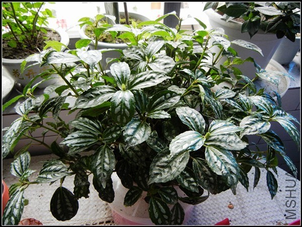 ��ɫֲ�� 178.jpg