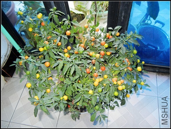 ��ɫֲ�� 186.jpg