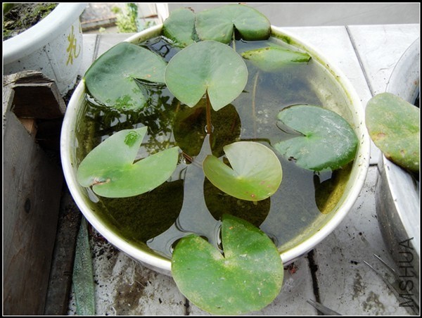 ��ɫֲ�� 256.jpg