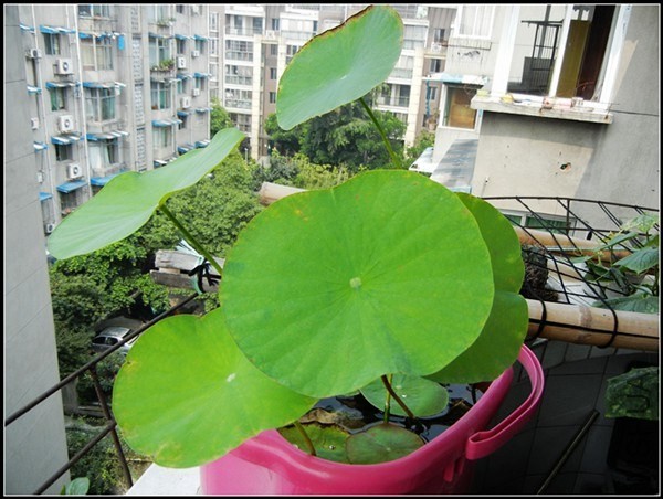 ��ɫֲ�� 262.jpg