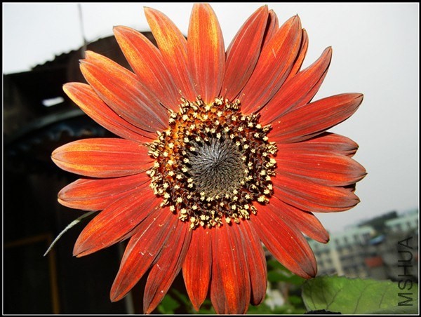 ��ɫֲ�� 273.jpg