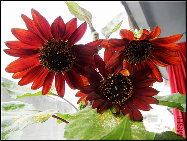 ��ɫֲ�� 283.jpg