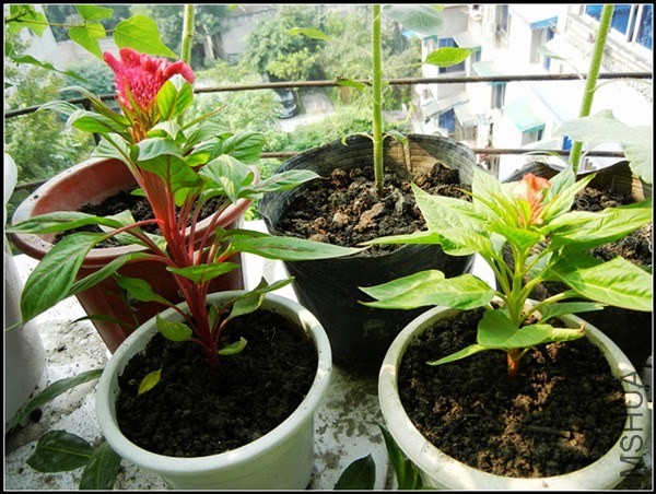 ��ɫֲ�� 290.jpg