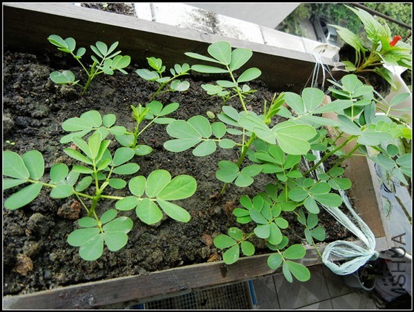 ��ɫֲ�� 293.jpg