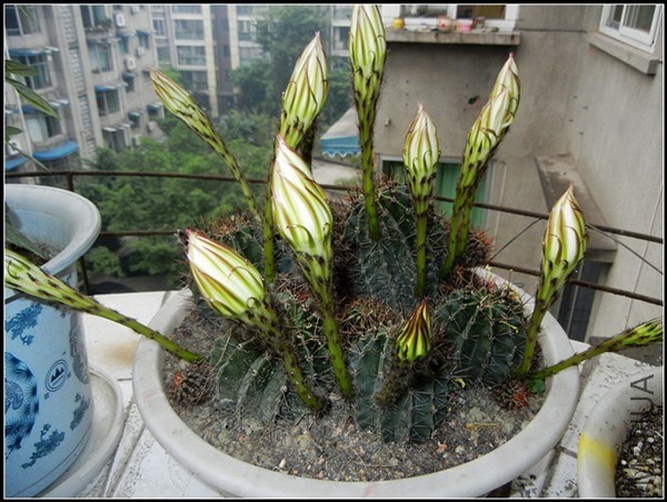 ��ɫֲ�� 002.jpg