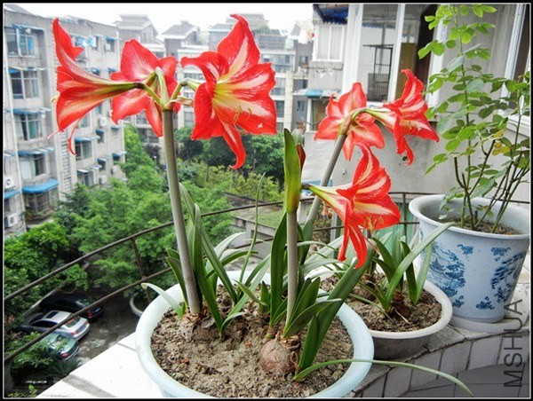 ��ɫֲ�� 033.jpg