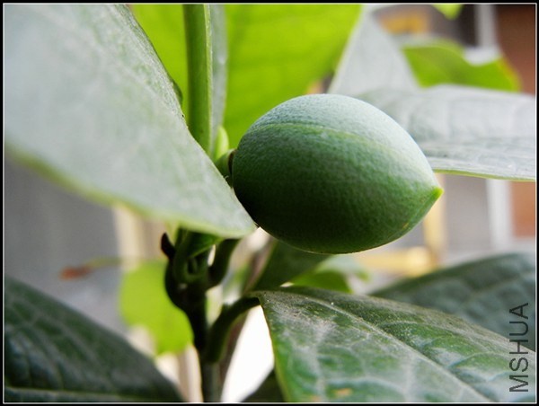 ��ɫֲ�� 086.jpg