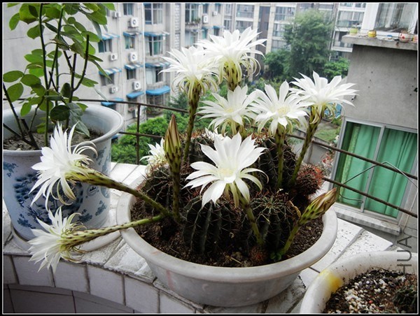 ��ɫֲ�� 029.jpg