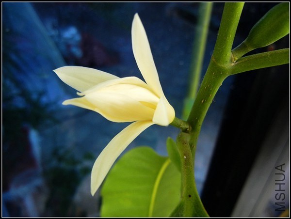 ��ɫֲ�� 121.jpg