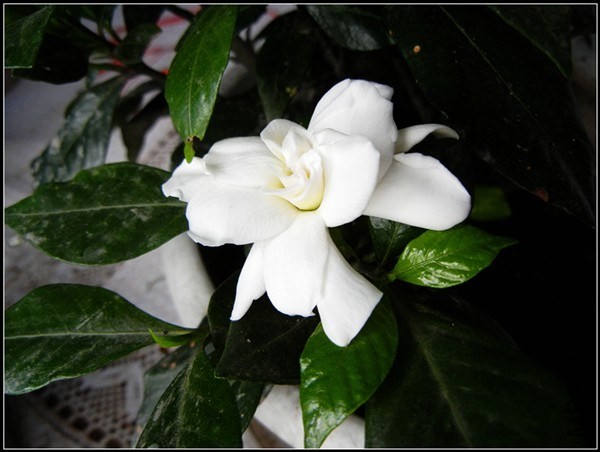 ��ɫֲ�� 146.jpg